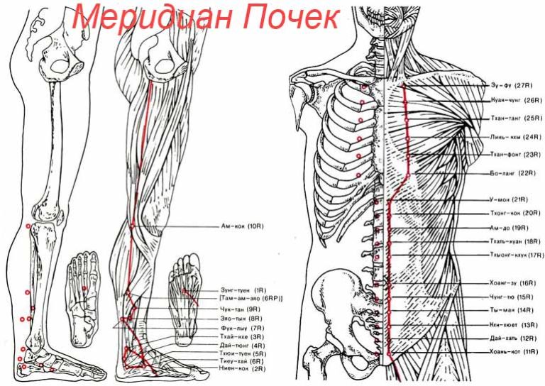 Точка р внутри. К 27 Меридиан почек. Меридиан почек в китайской медицине точки. Точки акупунктуры канала почек. Меридиан почек точки расположения.